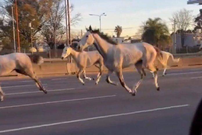 Aparecieron decenas de caballos sueltos corriendo por la Panamericana